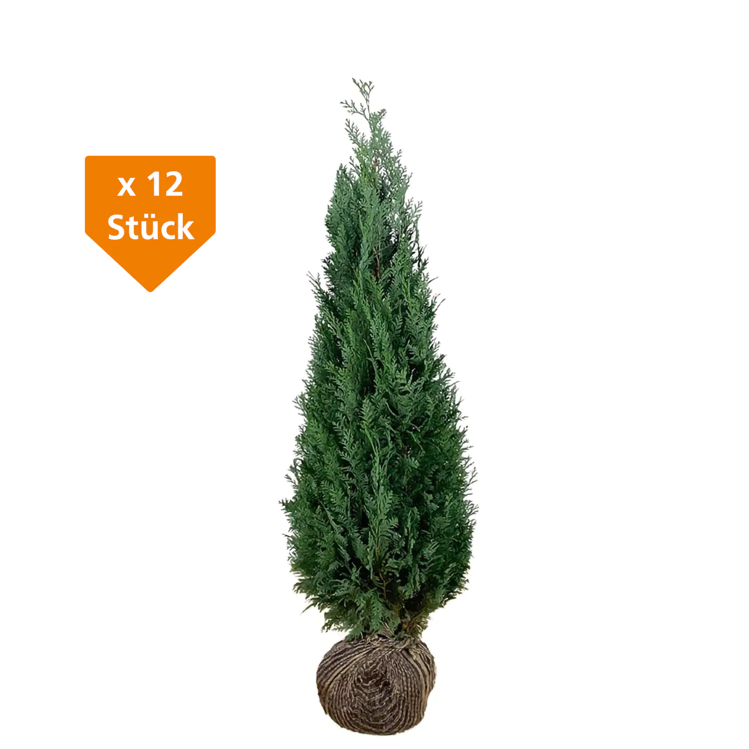 Blaue Scheinzypresse Cham. law. column. Glauca H 180 - 200 cm, 12 Stück