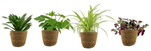 Grünpflanzen Mix 12cm im Meeresgras-Korb