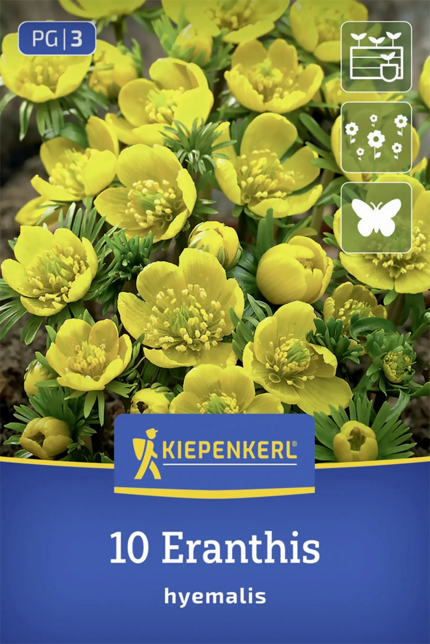 Kiepenkerl Winterling gelb 10 Stück
