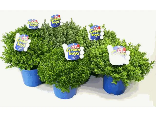 Hebe Green Boys XXL T17 verschiedene Sorten Hebe Green Boys XXL T17 verschiedene Sorten