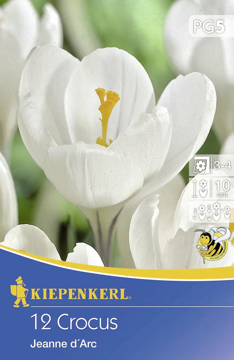 Großblumiger Krokus Jeanne d`Arc Crocus vernus