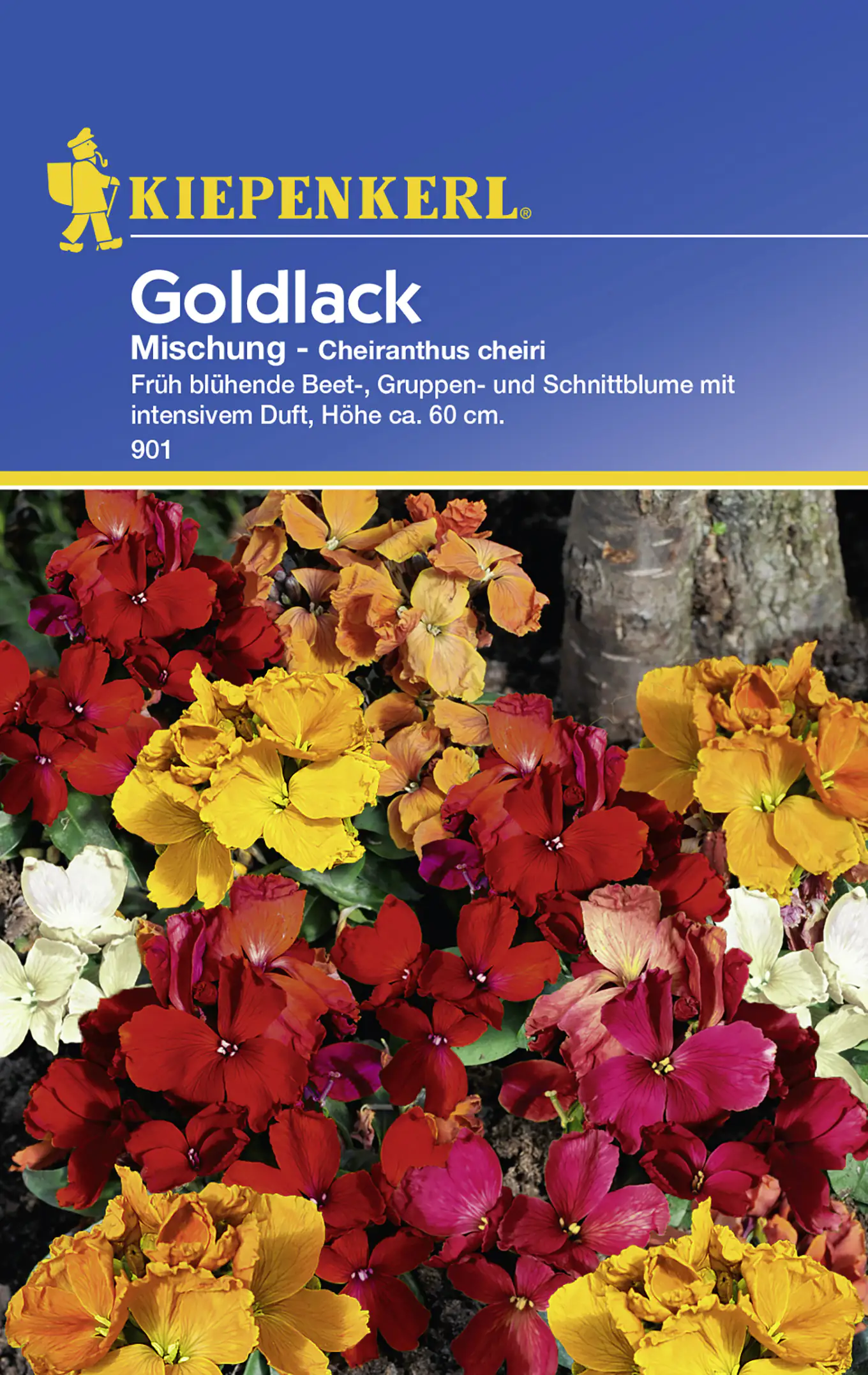 Kiepenkerl Goldlack Mischung Cheiranthus cheiri, Inhalt: ca. 50 Pflanzen