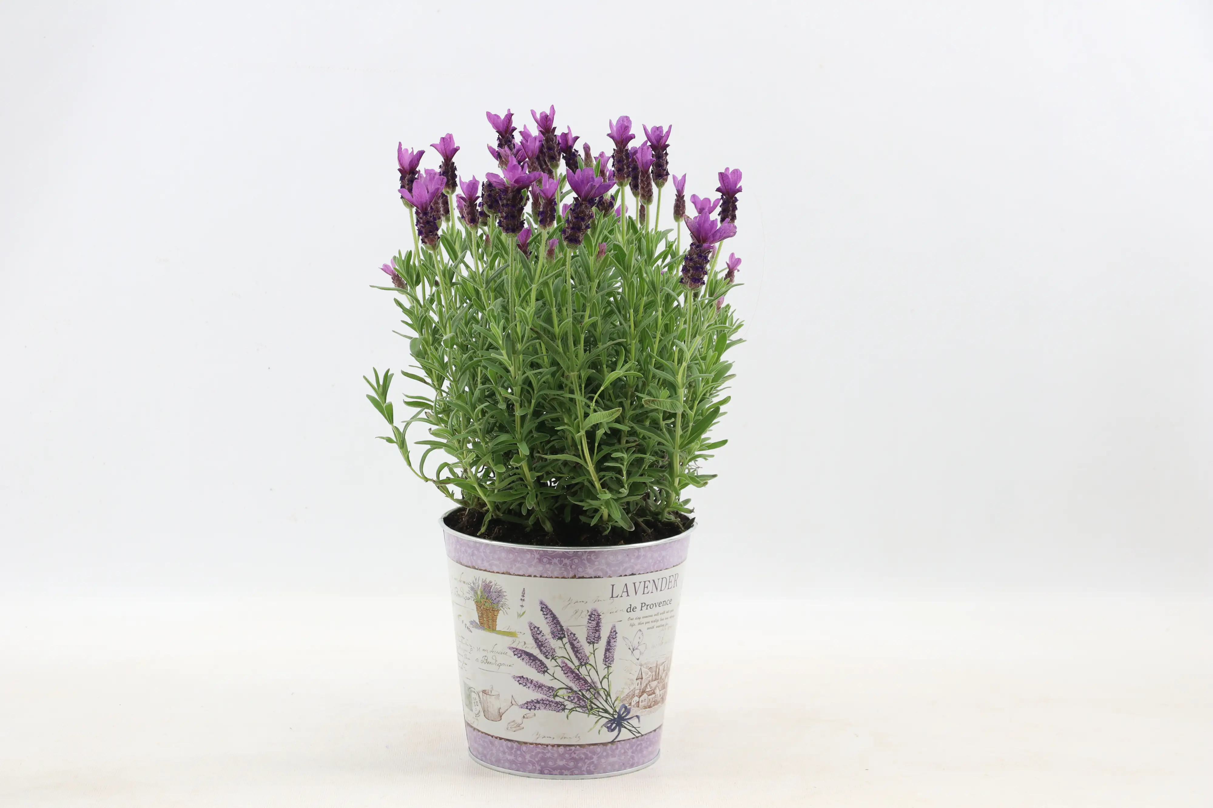 Arrangement Lavendel Lavandula H 30 cm 17 cm Zinktopf