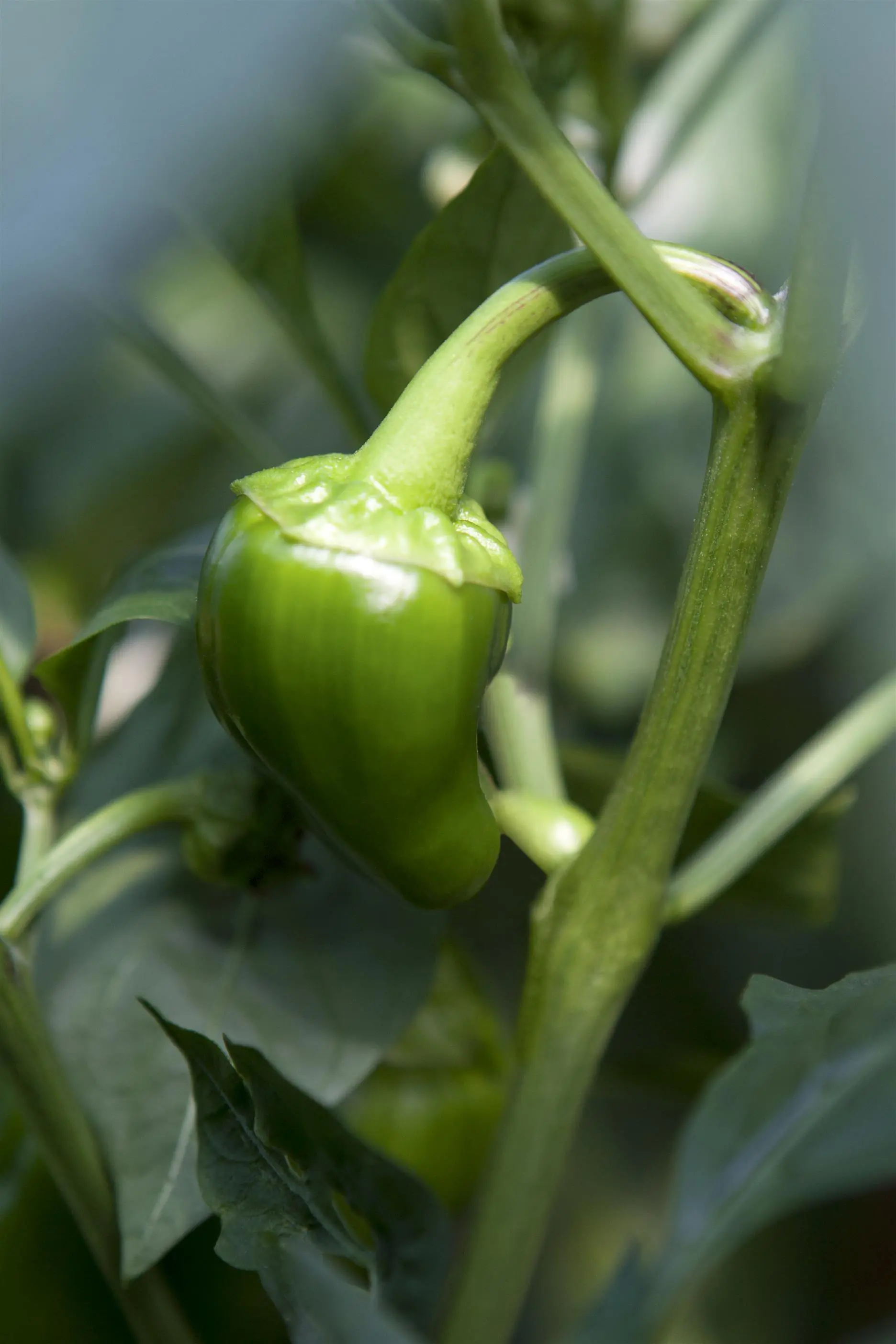 XXL Gemüsepflanzen Lamujo-Paprika 1,7 Liter Container