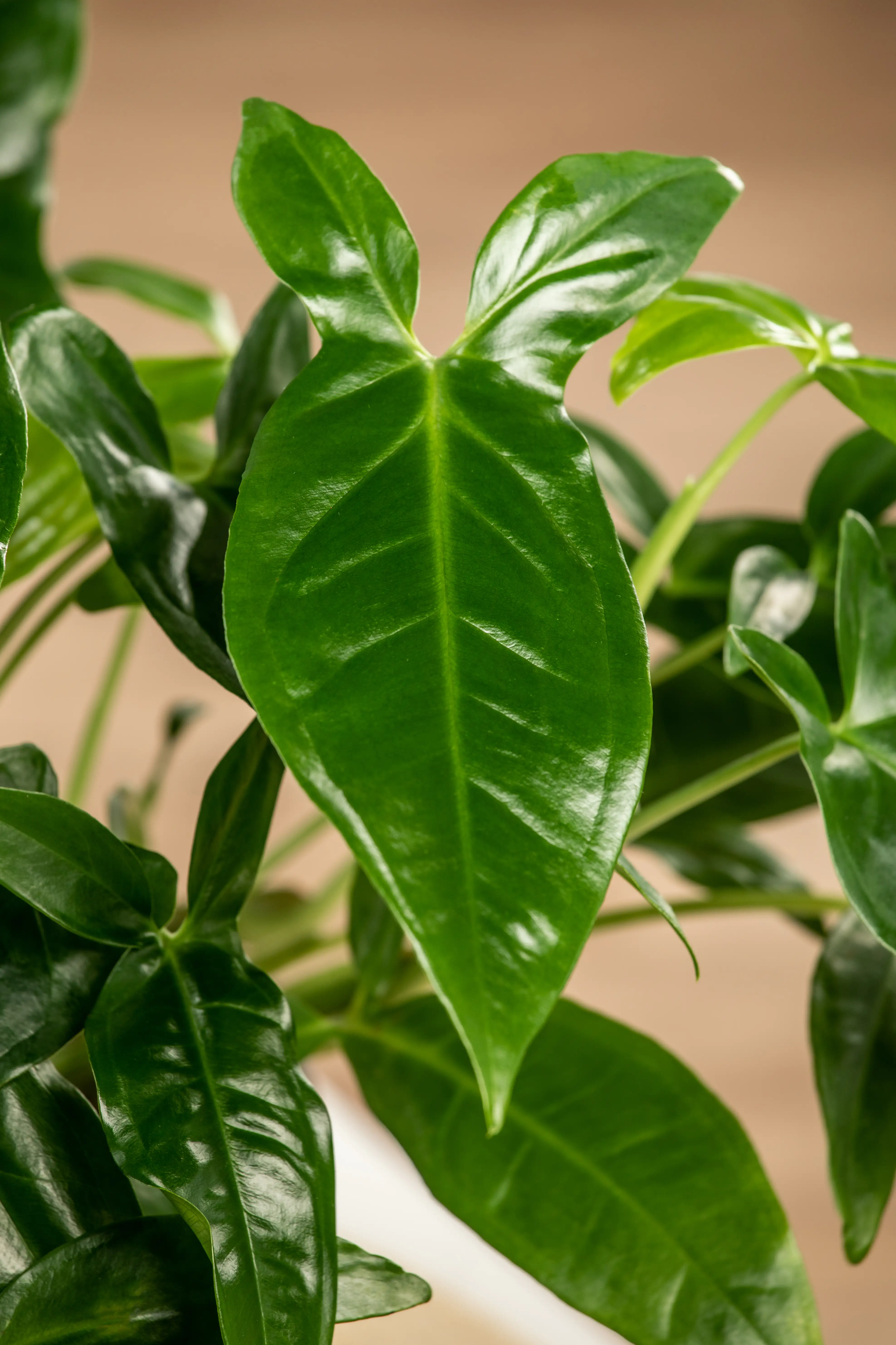 Purpurtute Syngonium podophyllum Trileaf Wonder H ca. 50 cm 15 cm Topf