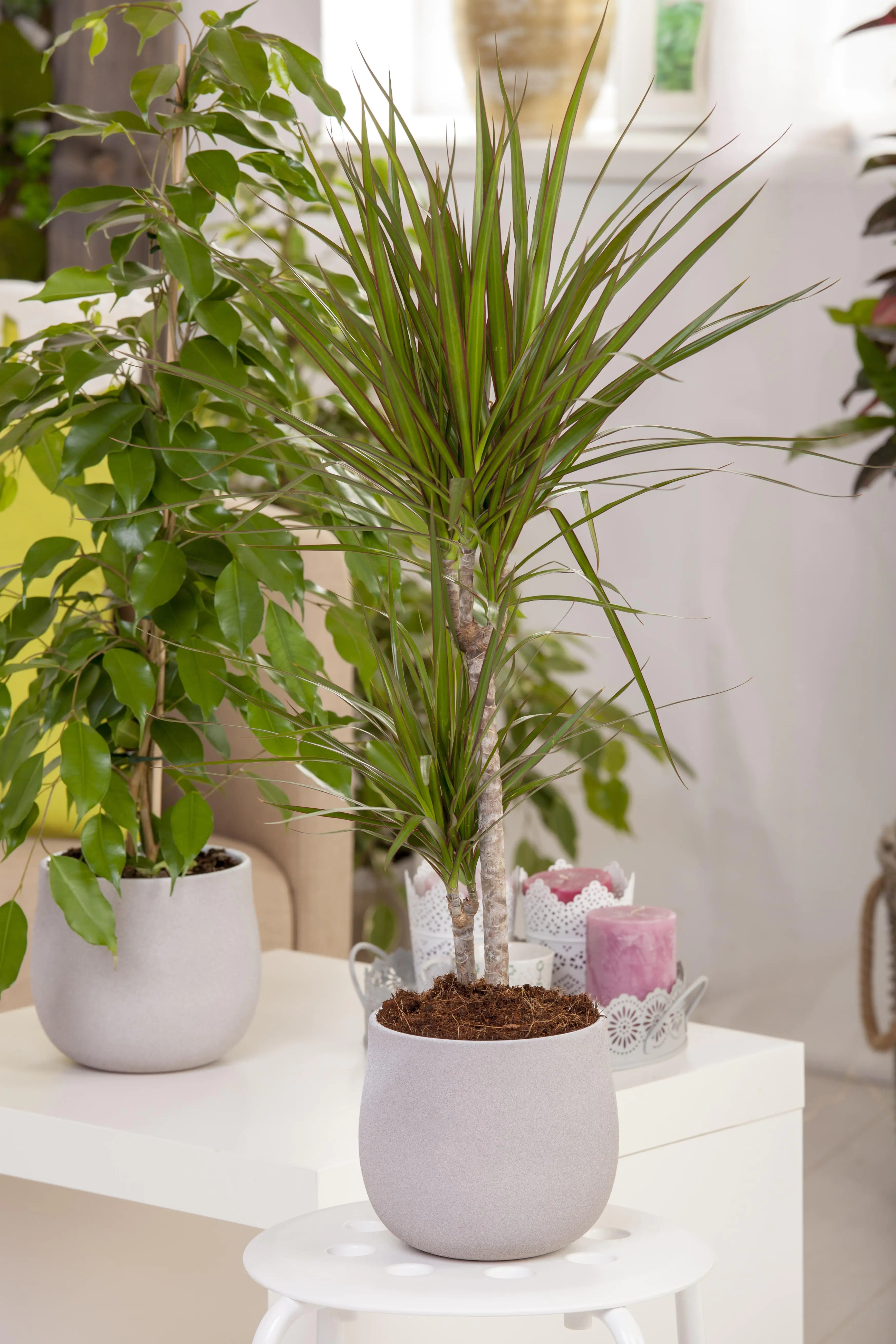 8717432606268_1 Drachenbaum Dracaena Marginata H ca. 75 cm 17 cm Topf
