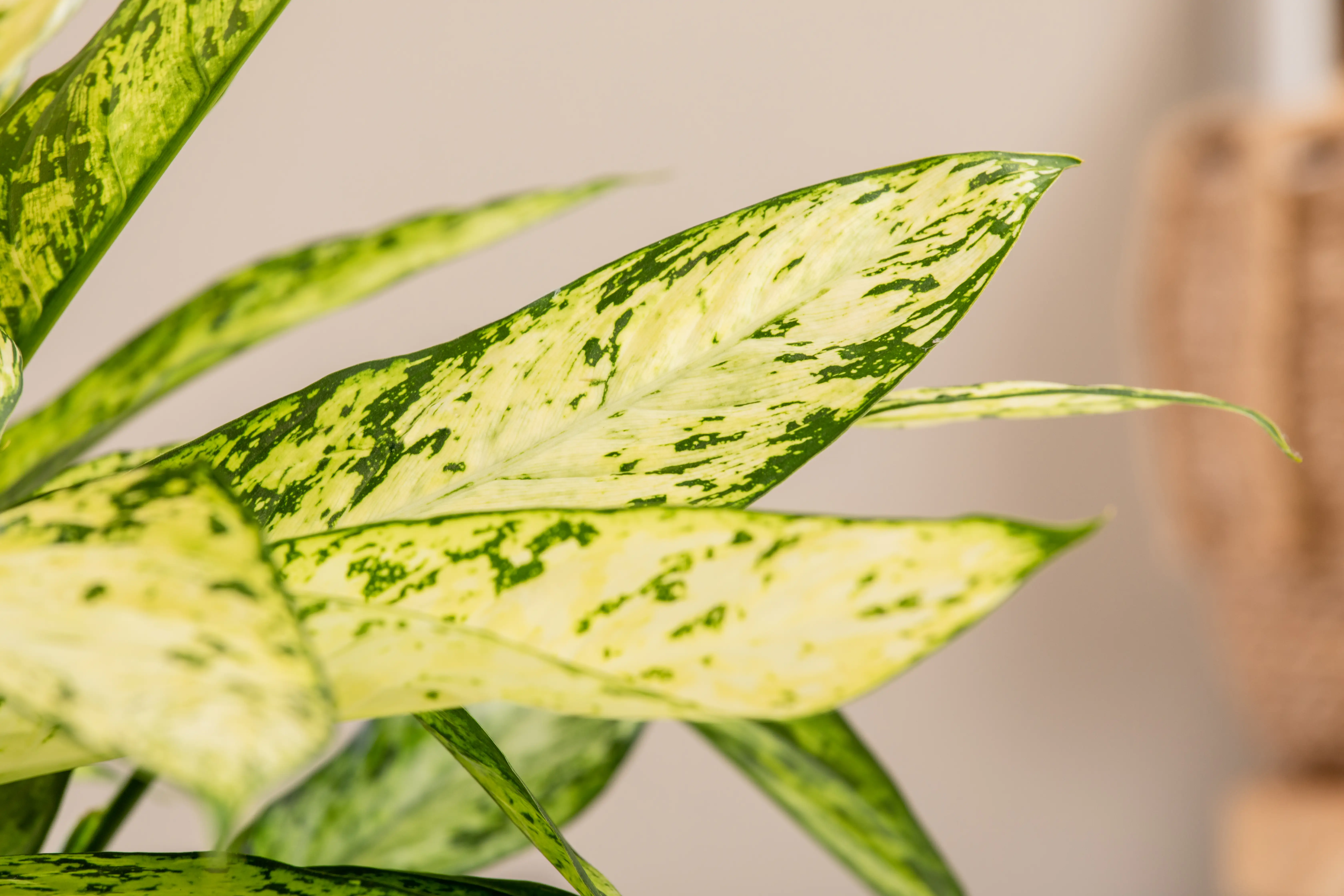 Dieffenbachie Vesuvius H ca. 70 cm 27 cm Topf