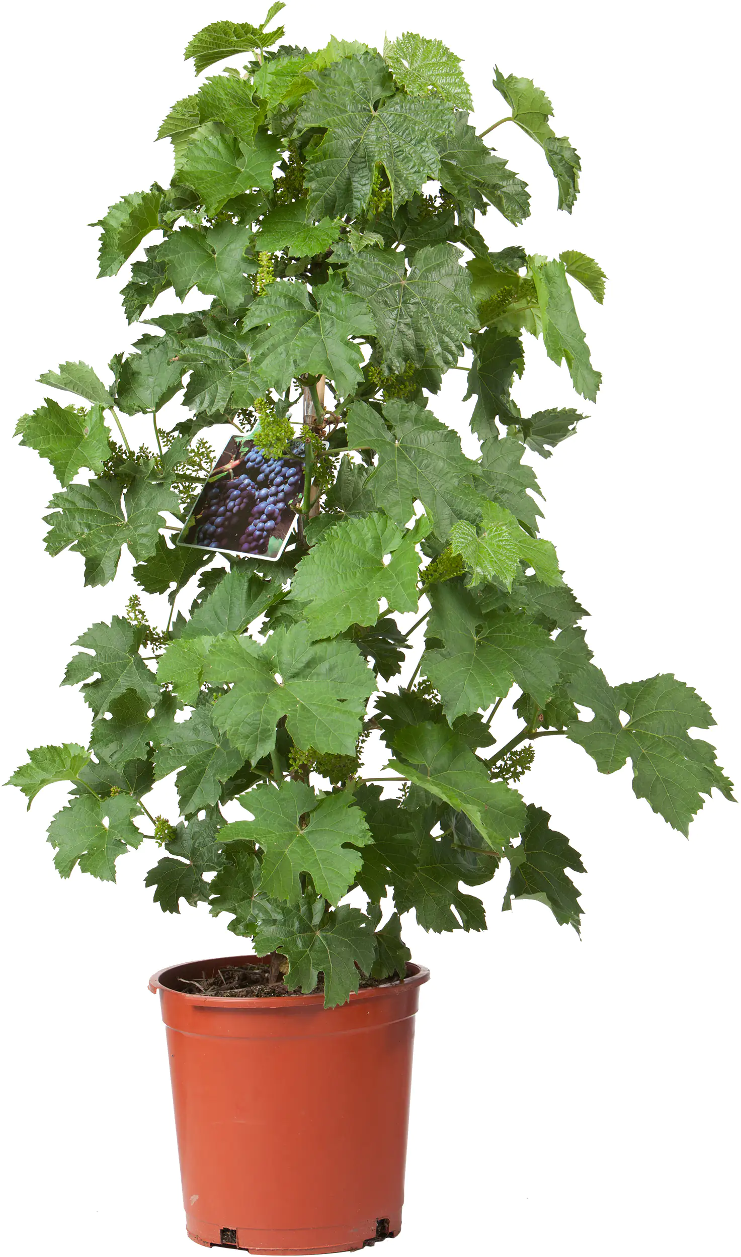 Weinrebe Vitis Vinifera ca 80 cm 20 cm Topf