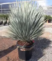 Yucca Rostrata Palmlilie H 120 - 130 cm, 45 cm Topf