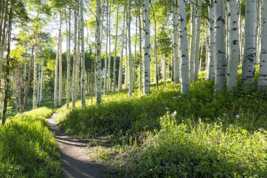 papermoon Vlies- Fototapete Digitaldruck 350 x 260 cm Birch Hiking Trail
