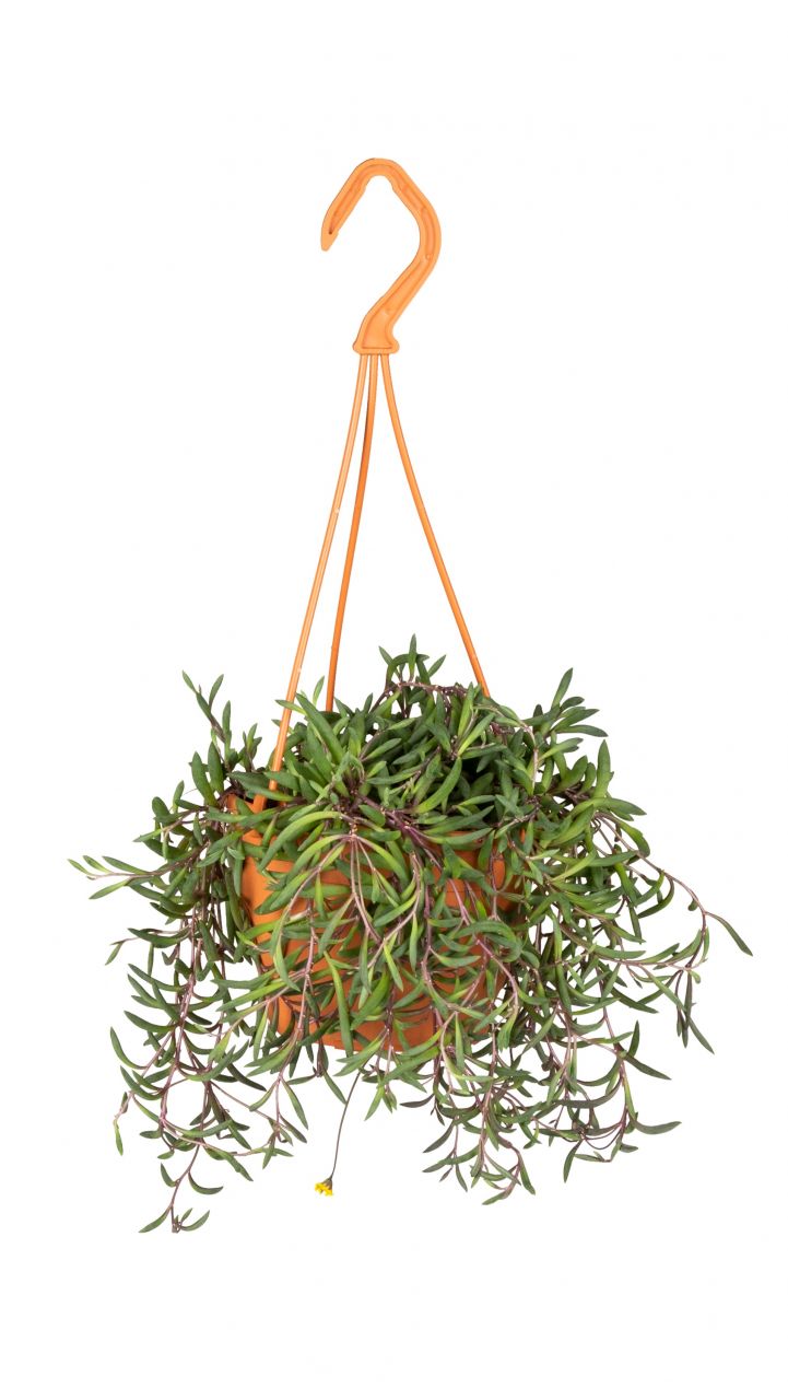 Pflanzen Erbsenpflanze Purple Flush H ca. 20 cm 12 cm Topf GLO685104209