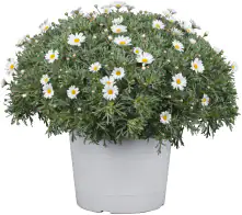 Margerite Argyranthemum 18 cm Topf