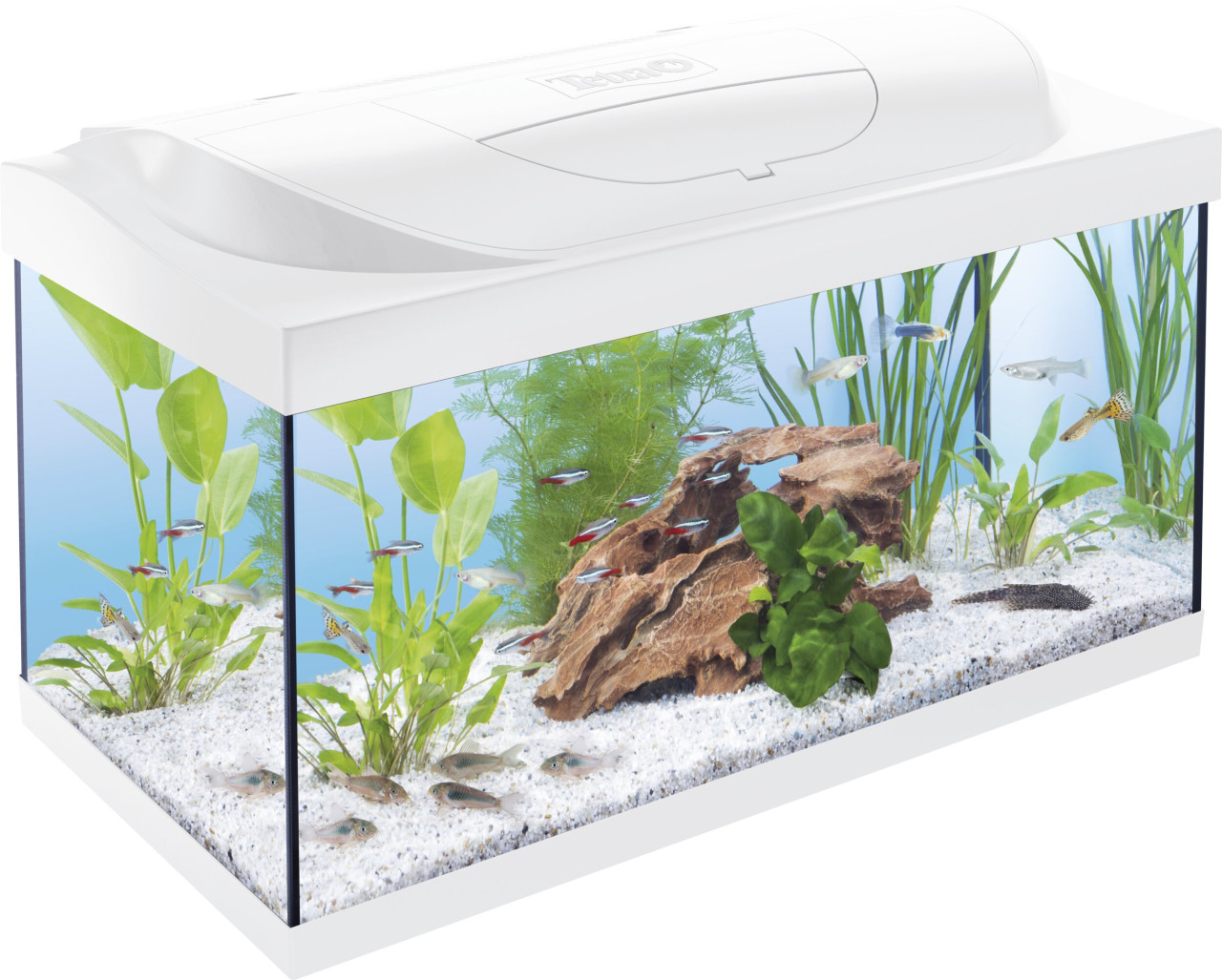 Tetra Aquarium Starter Line LED 54 L weiß