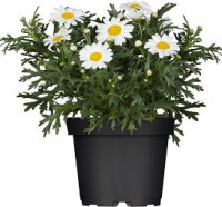 blumenständer tisch Hoher Beistelltisch Weiß Metall online Zimmerpflanze kaufen main image 0
