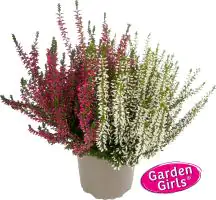 Heidekraut Calluna Garden Girls Twin 11 cm Topf