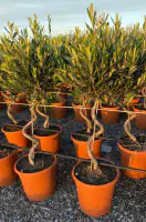 Olea europaea Spirale Olivenbaum 23 cm