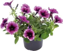 Petunie Petunia Cascadia H 20 cm 10,5 cm Topf