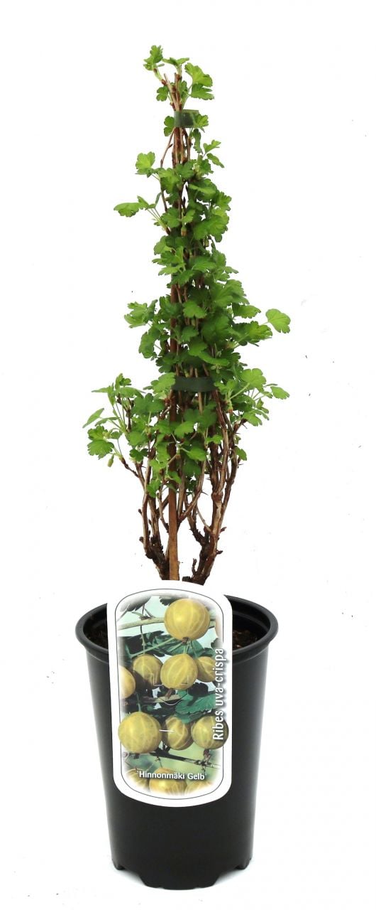 Pflanzen Beerenobst Stachelbeere 3 L Container GLO684800698