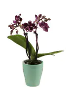 Phalaenopsis 2-Trieber im Keramiktopf