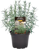 Einsteinkräuter Rosmarin Blue Winter 12 cm Topf