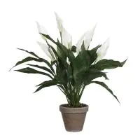Mica Kunstpflanze Spathiphyllum weiß im Topf 11,5 x 50 x 40 cm