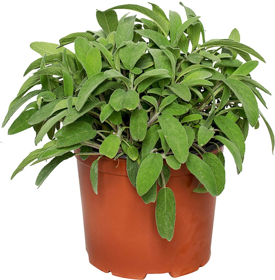 Mediterrane Kräuter 19 cm Topf kaufen Globus Baumarkt