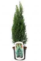 Lebensbaum Smaragd Thuja occidentalis H 80 - 100 cm 7,5 L Container kaufen  | Globus Baumarkt