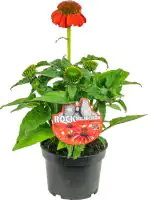 Sonnenhut Echinacea purpurea LaKota 13 cm Topf