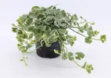 Gundermann Glechoma H ca. 15 cm 10,5 cm Topf