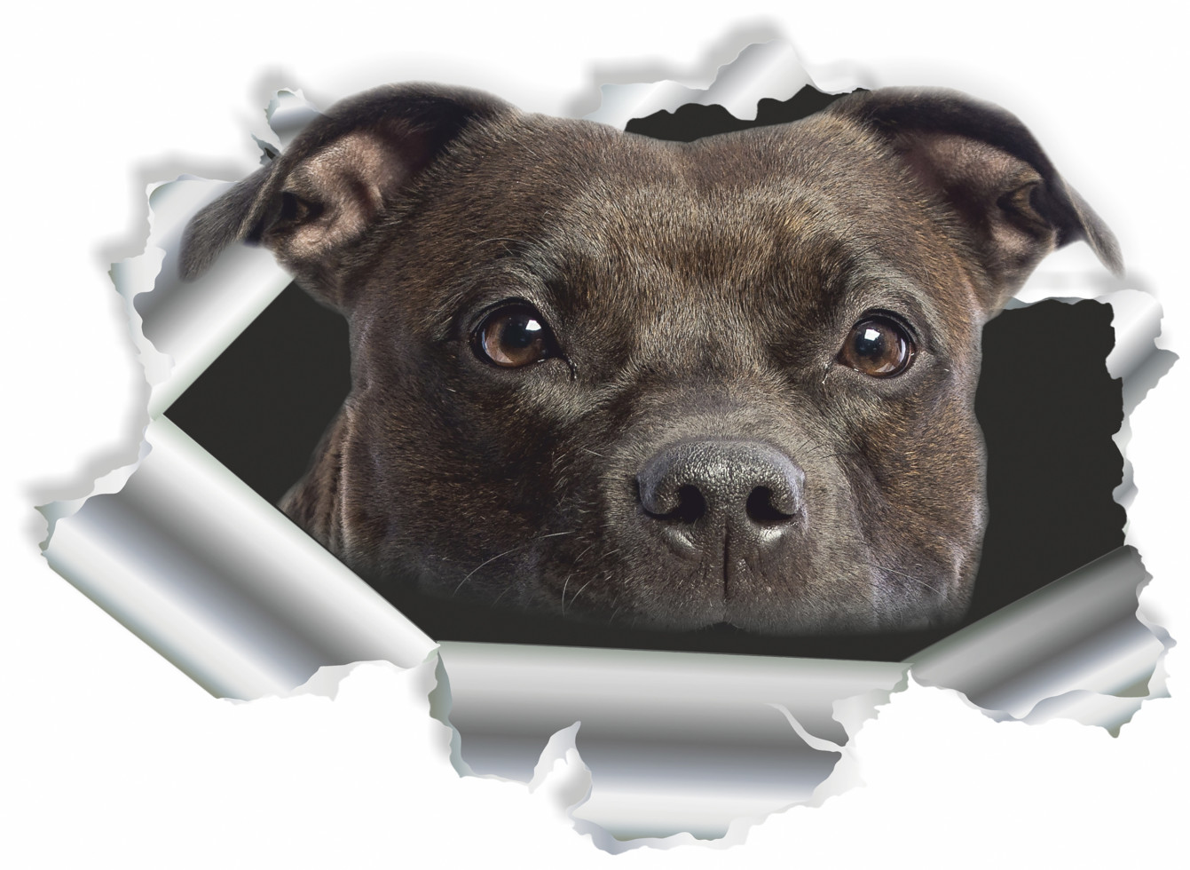 Hermann Schütz Aufkleber Einschussloch Pitbull GLO680201776