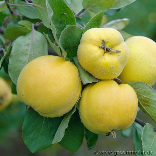 Pflanzen Apfelquittenbaum 7,5 L Container GLO684801407