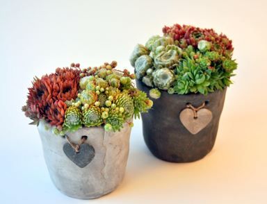 Pflanzen Arragement Hauswurz Sempervivum 13 cm Steintopf mit Herz GLO684852946