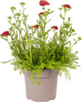 Schafgarbe Achillea millefolium 19 cm Topf