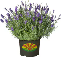 Freilandlavendel Munstead Auslese Lavandula, 5 l Container