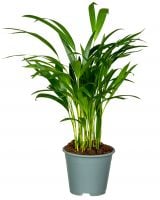 die erbin der orden der weien orchidee Orchideenliebe