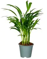 Arecapalme H ca. 50 cm 14 cm Topf 