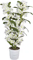 Dendrobium Orchidee 2 Trieber 12 cm Topf