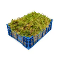 Lebendes Sphagnum-Moos für Orchideen, Karnivoren und Terraristik