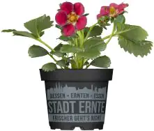 Erdbeere Delirose Stadt Ernte H ca 20 cm 17 cm Topf