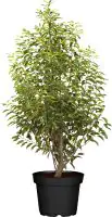 Portugiesischer Kirschlorbeer Prunus lusitanica 5 L Container