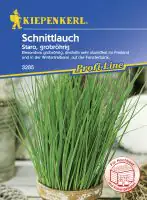 Kiepenkerl Schnittlauch Staro ca. 100 Pflanzen