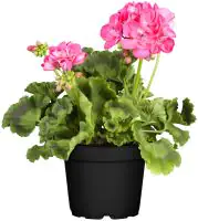 Geranie stehend Geranium zonale H ca 25 cm 1 L Container