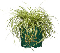 Rhododendron PG II + III Liebhaber rot 5 l Container kaufen | Globus  Baumarkt