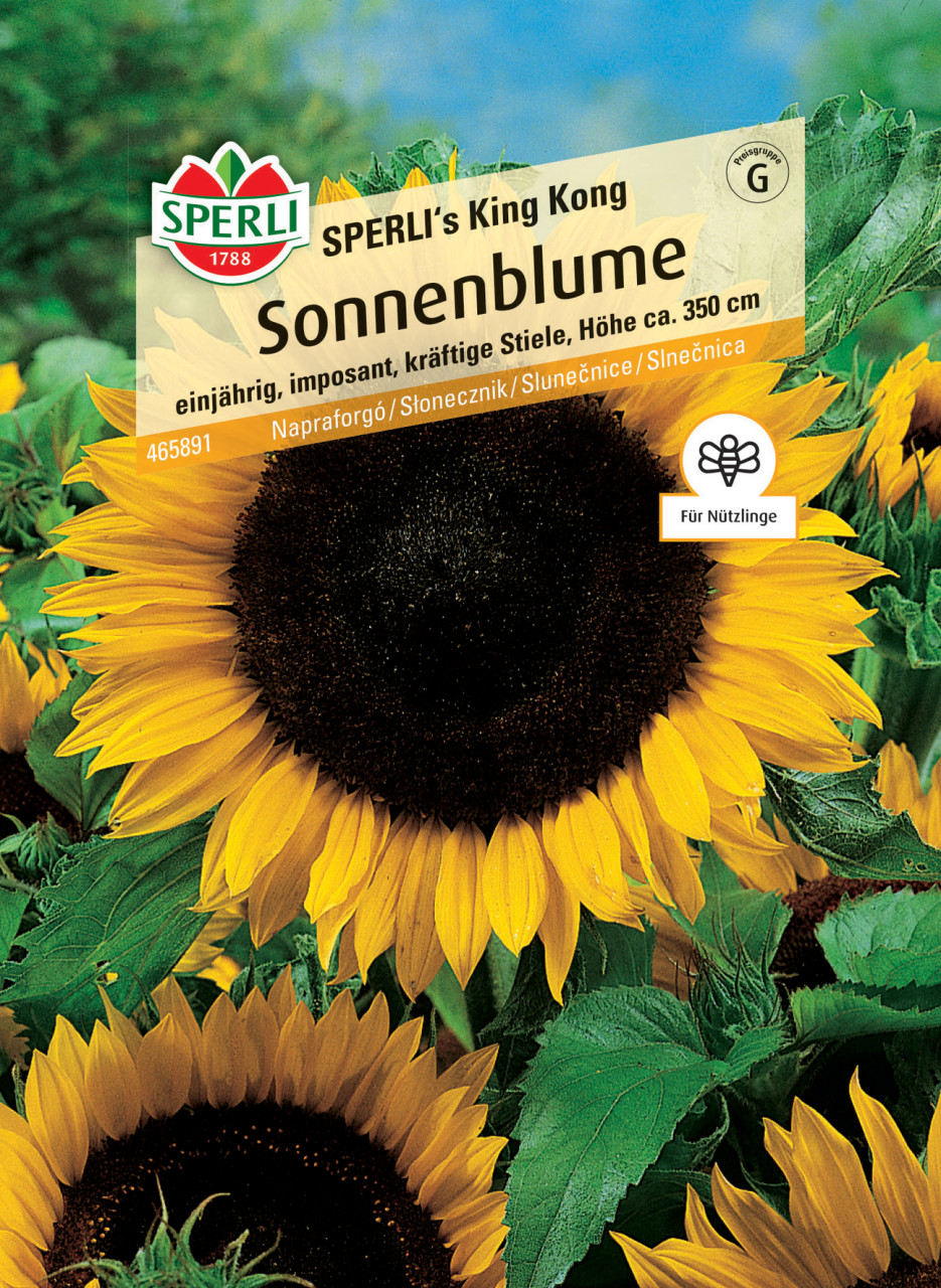 Sperli Sonnenblume SPERLI's King Kong GLO693109648