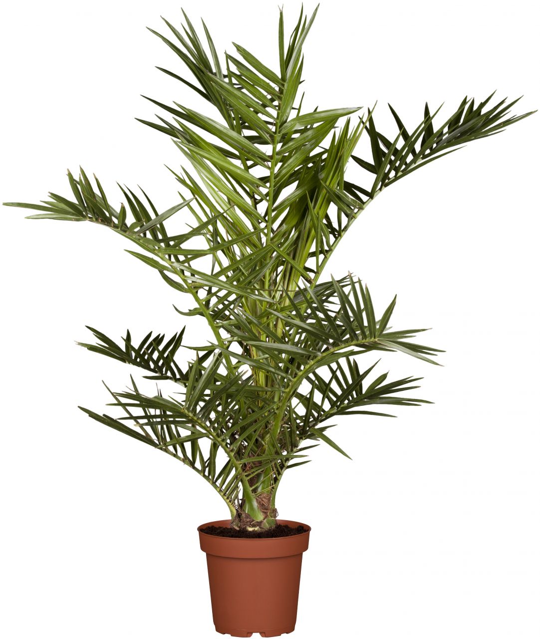 Pflanzen Dattelpalme Phoenix Canariensis H ca. 100 cm 25 cm Topf GLO684102283
