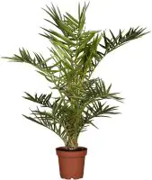 Dattelpalme Phoenix Canariensis H ca. 100 cm 25 cm Topf