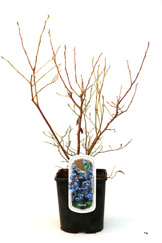 Obststrauch Heidelbeere 5 L Container