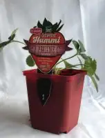 Erdbeere Praline 9 cm Topf