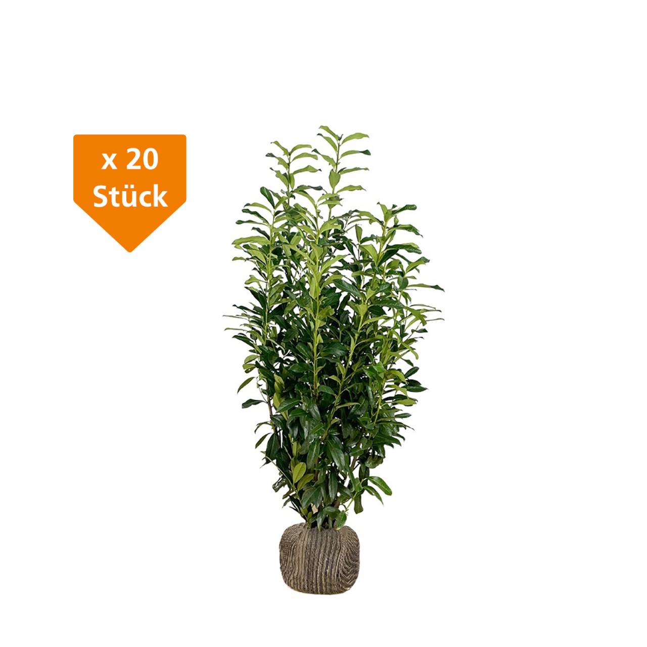 Kirschlorbeer Genolia Prunus laur. Genolia H 100 - 125 cm, 20 Stück