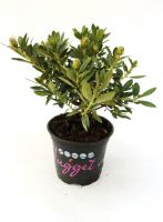 Rhododendron kaufen | Globus Baumarkt